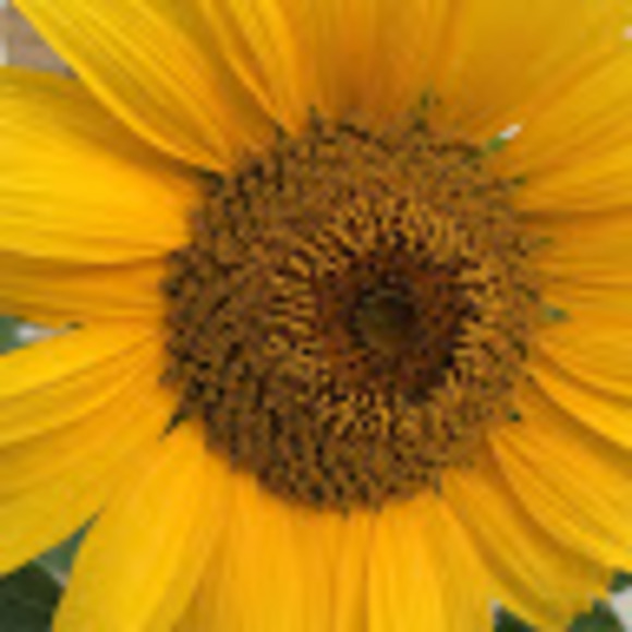 Meet your Posher, D - Picture 1 of 1